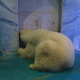 Pizza in captivity.